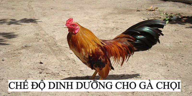 Chế độ dinh dưỡng rất quan trọng trong việc chăm nuôi gà chọi