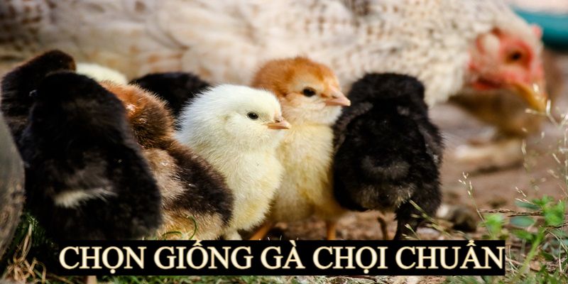 Hướng dẫn chọn giống khi nuôi gà chọi