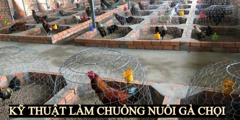 Cách nuôi thông qua việc làm chuồng trại